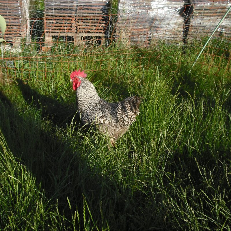Gesperberter Hahn im hohen Gras auf der Hofwiese in Balzenbach